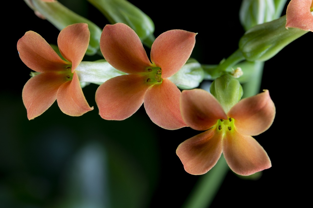 室內(nèi)花卉綠植盆栽，寓意美好，裝點(diǎn)生活