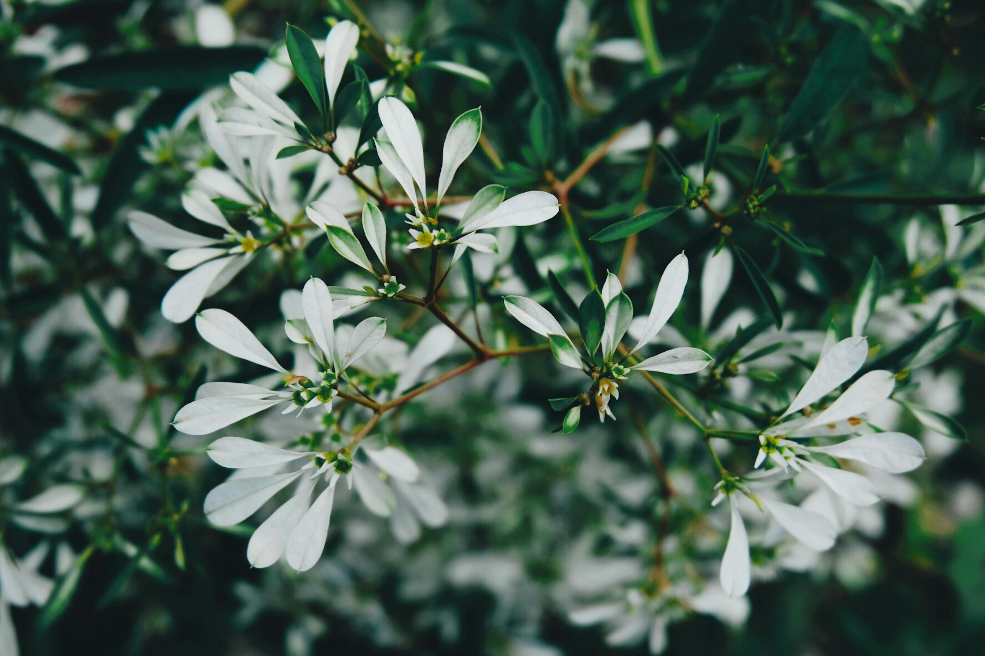 室外綠植盆栽架子，美化環(huán)境與生活的完美結合