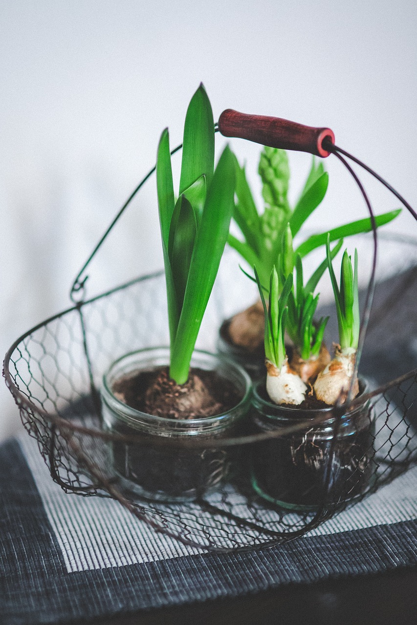 室內(nèi)綠植盆栽移植，打造綠色家居的新篇章