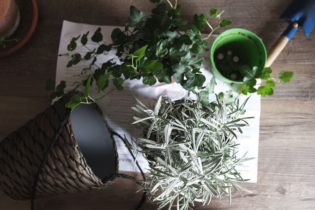 綠植室內(nèi)盆栽植物小，美化家居的小精靈