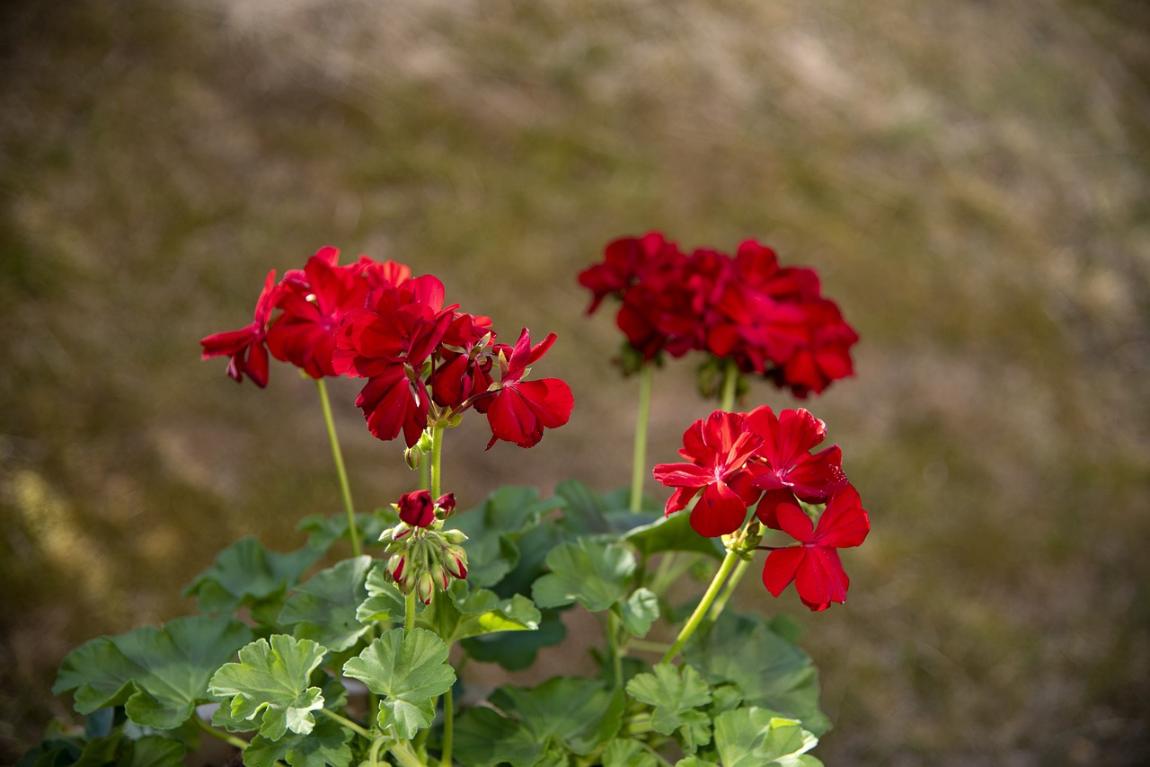 室內(nèi)綠植盆栽，紅掌與發(fā)財(cái)樹的魅力